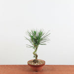 Bonsai Pinus thunbergii 'De Japanse zwarte den'