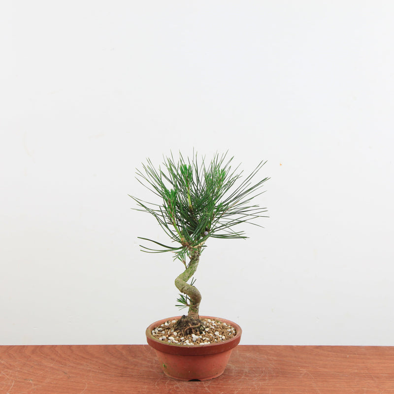 Bonsai Pinus thunbergii 'De Japanse zwarte den'