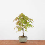 Bonsai Acer Palmatum