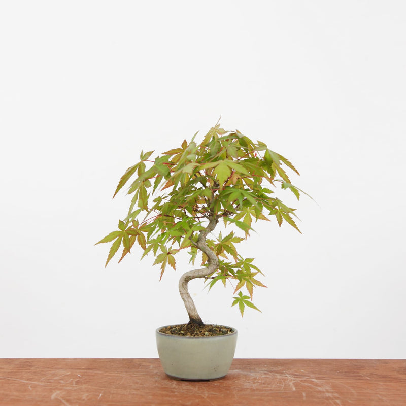Bonsai Acer Palmatum