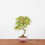 Bonsai Acer Palmatum