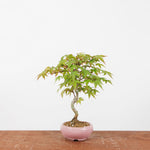 Bonsai Acer Palmatum