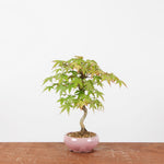 Bonsai Acer Palmatum