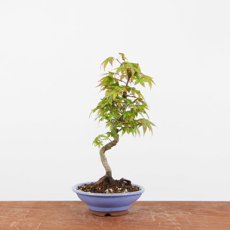 Bonsai Acer Palmatum