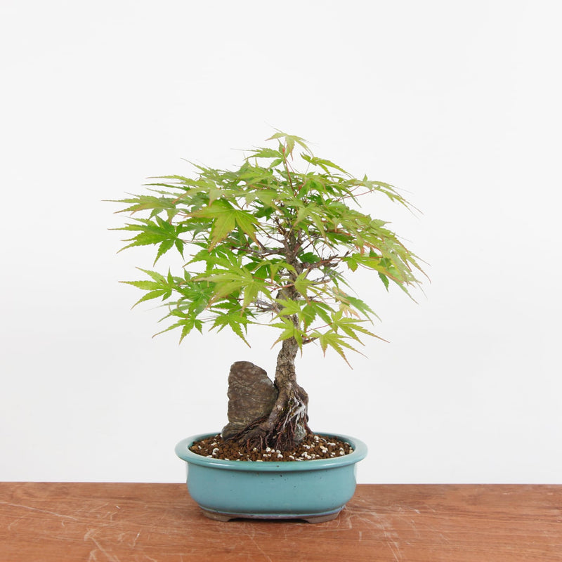 Bonsai Acer Palmatum Arakawa 'Kurk Acer'