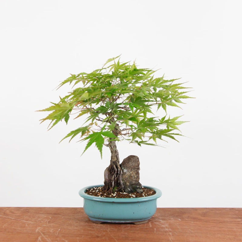 Bonsai Acer Palmatum Arakawa 'Kurk Acer'