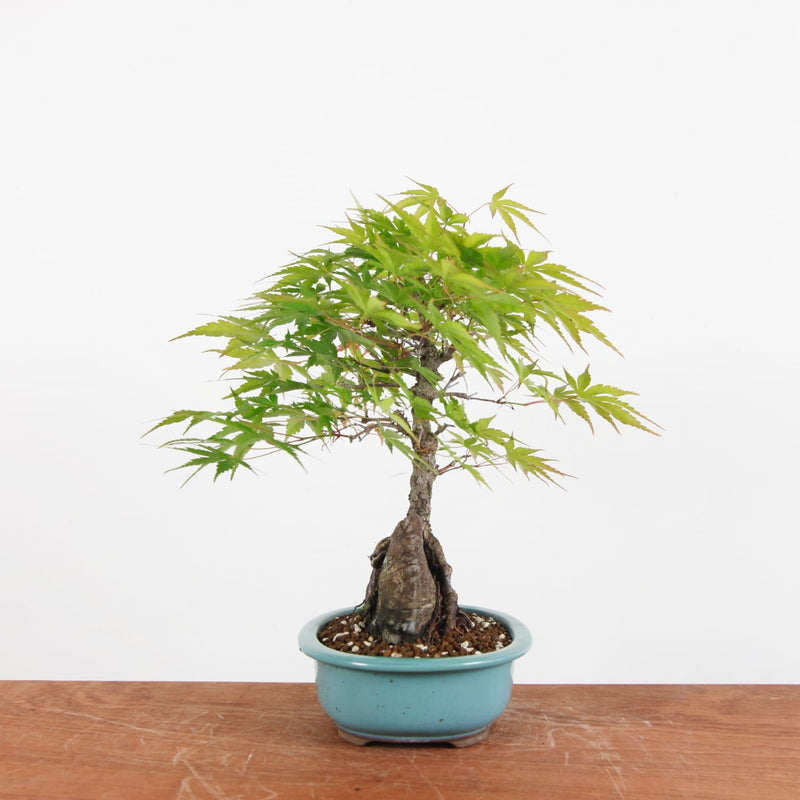 Bonsai Acer Palmatum Arakawa 'Kurk Acer'