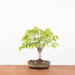 Bonsai Zelkova Serrata