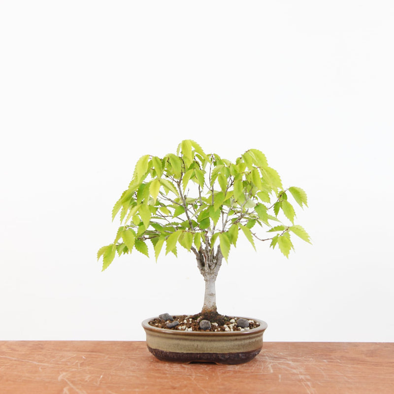 Bonsai Zelkova Serrata