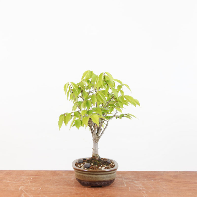 Bonsai Zelkova Serrata