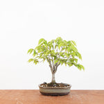 Bonsai Zelkova Serrata