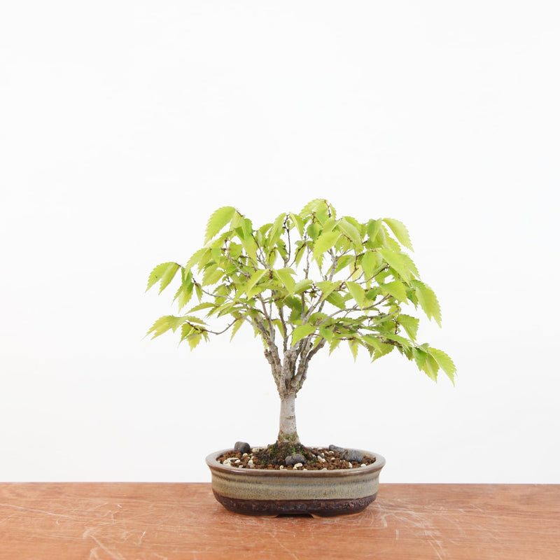 Bonsai Zelkova Serrata