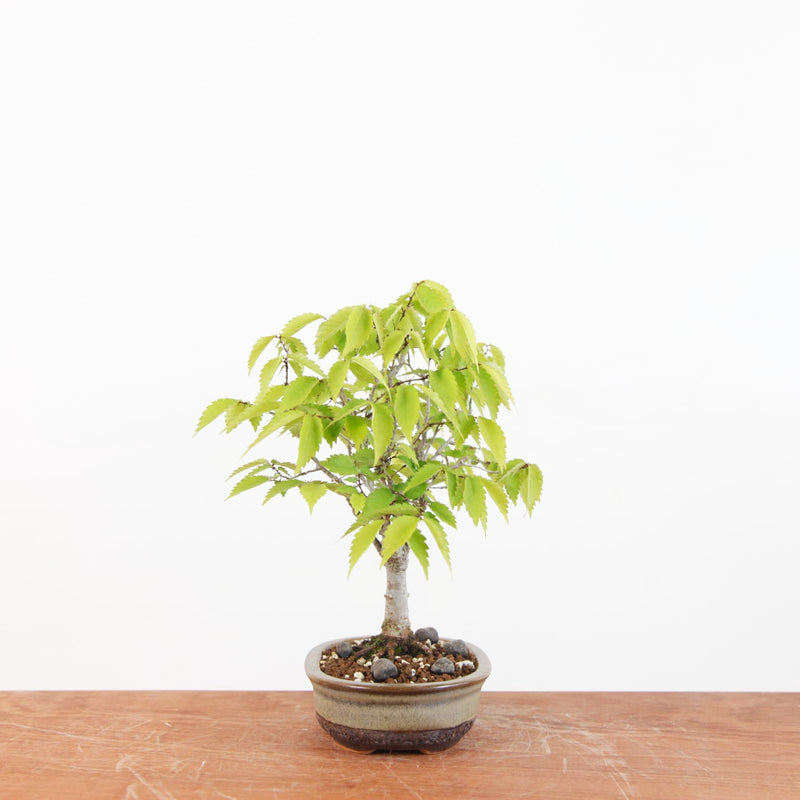 Bonsai Zelkova Serrata