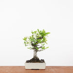 Bonsai Pyracantha