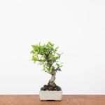 Bonsai Pyracantha