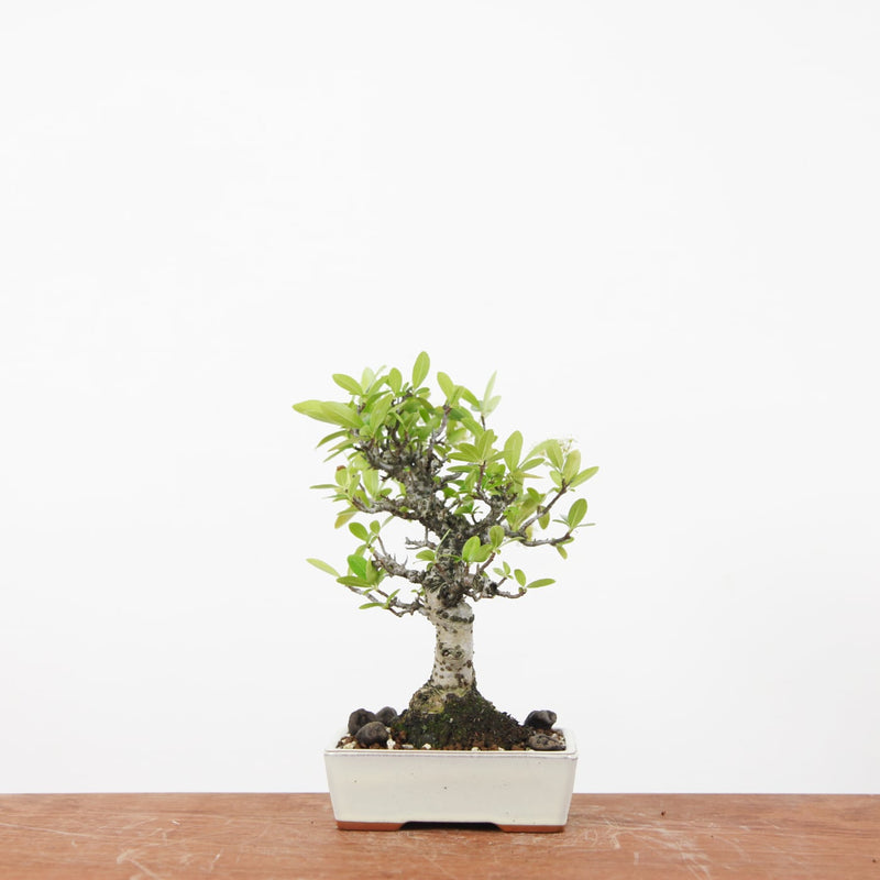 Bonsai Pyracantha