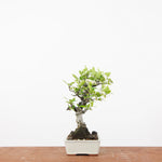 Bonsai Pyracantha