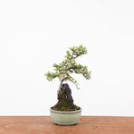 Bonsai Cotoneaster Horizontalis