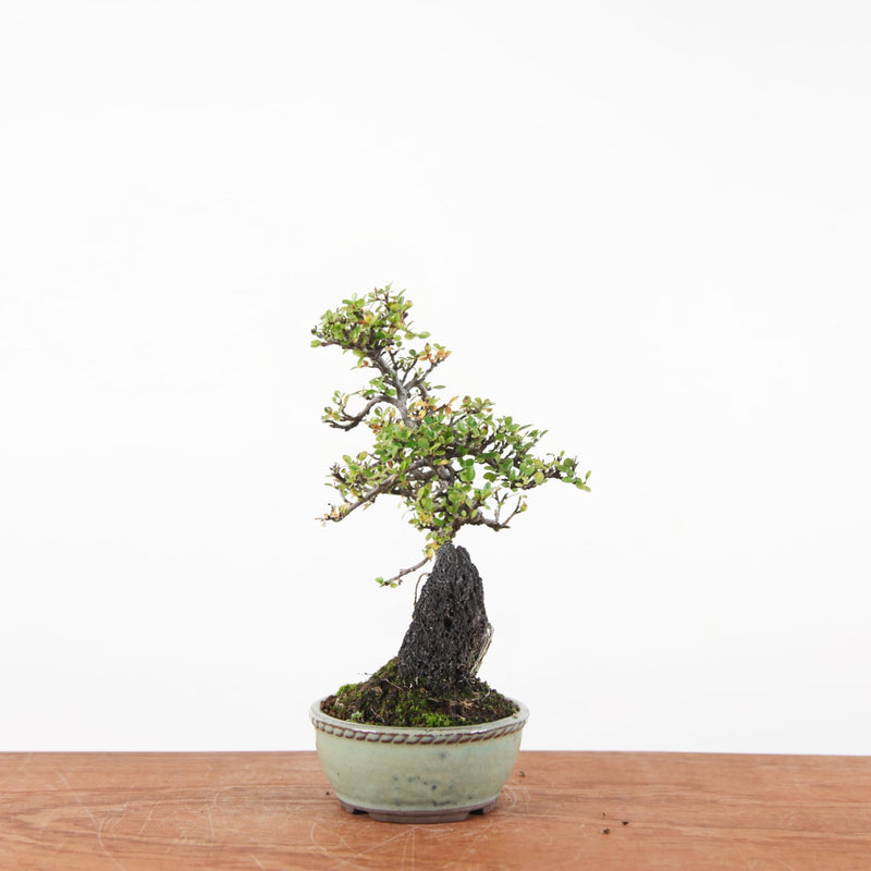 Bonsai Cotoneaster Horizontalis