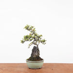 Bonsai Cotoneaster Horizontalis