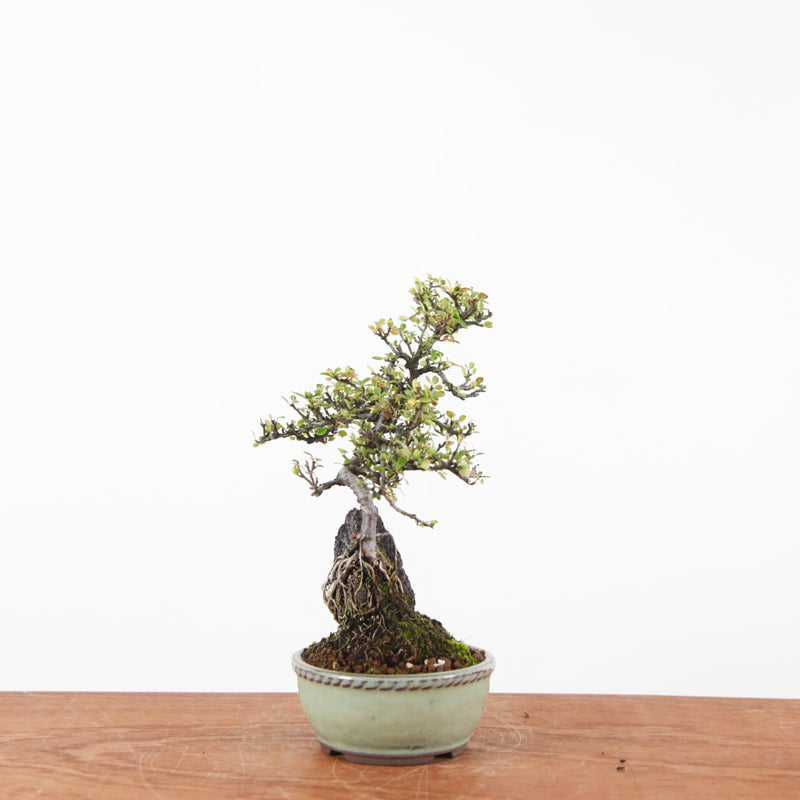 Bonsai Cotoneaster Horizontalis