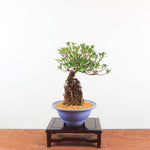 Bonsai Azalea 'De Satsuki' Yumeakari