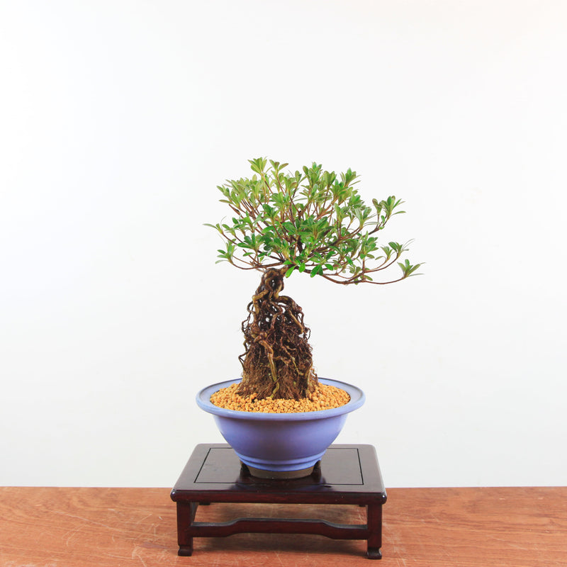 Bonsai Azalea 'De Satsuki' Yumeakari
