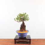 Bonsai Azalea 'De Satsuki' Yumeakari