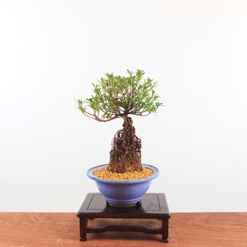 Bonsai Azalea 'De Satsuki' Yumeakari