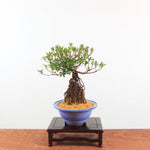 Bonsai Azalea 'De Satsuki' Yumeakari