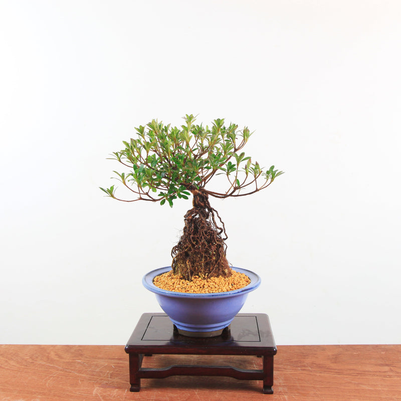 Bonsai Azalea 'De Satsuki' Yumeakari