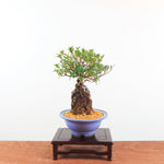 Bonsai Azalea 'De Satsuki' Yumeakari