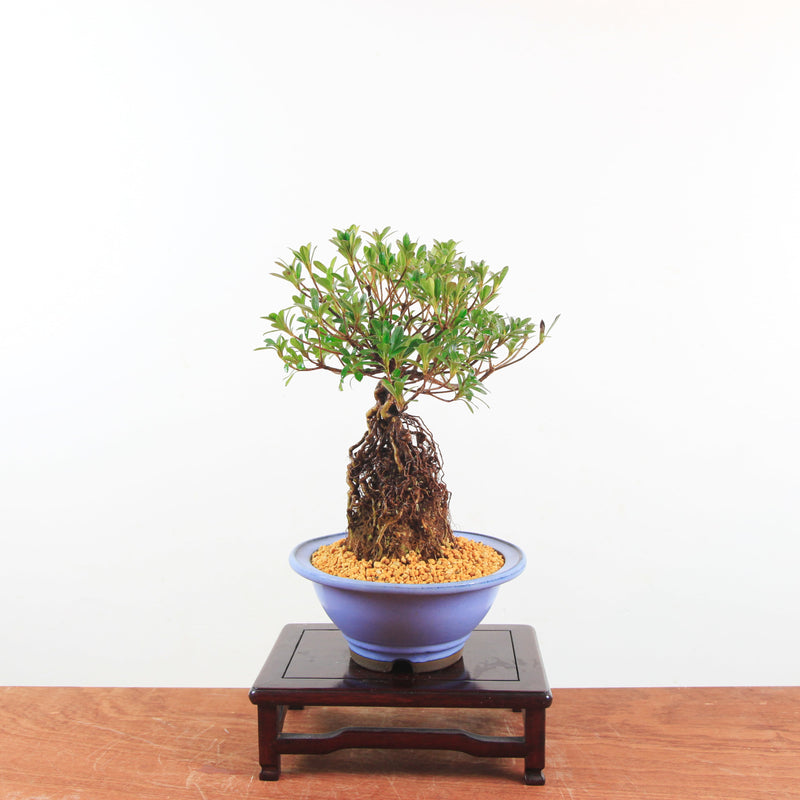 Bonsai Azalea 'De Satsuki' Yumeakari