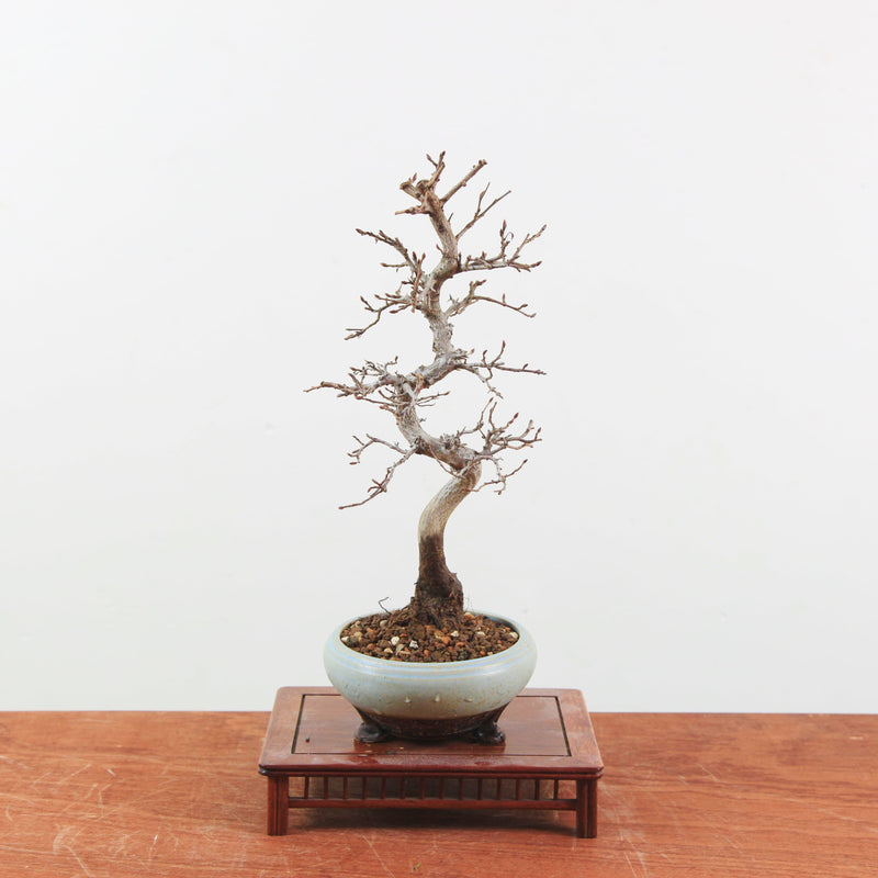 Bonsai Carpinus 'Turczaninowii'