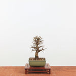Bonsai Kurk iep 'Ulmus parvifolia'