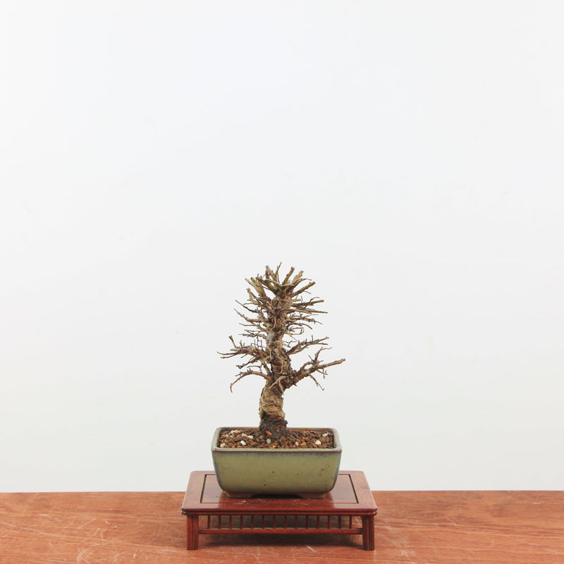 Bonsai Kurk iep 'Ulmus parvifolia'
