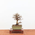 Bonsai Zelkova Nire 'Kurk iep'