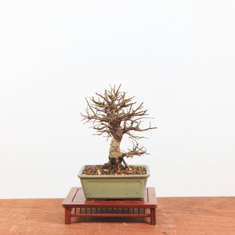 Bonsai Kurk iep 'Ulmus parvifolia'