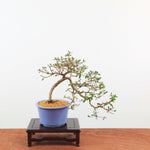 Bonsai Azalea 'De Satsuki' Hoshi-no-Kagayaki