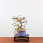 Bonsai Azalea 'De Satsuki' Hoshi-no-Kagayaki