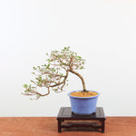 Bonsai azalea 'Hoshi-no-Kagayaki'