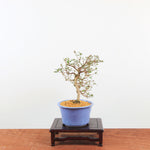 Bonsai Azalea 'De Satsuki' Hoshi-no-Kagayaki