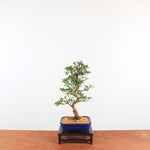 Bonsai Azalea 'De Satsuki' Hanabin