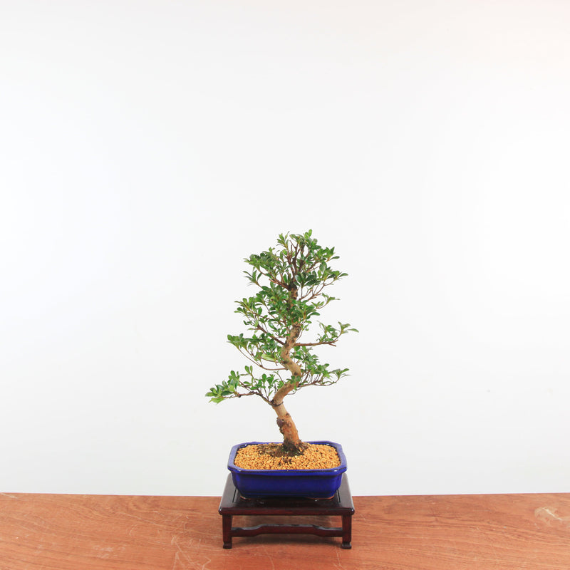 Bonsai Azalea 'De Satsuki' Hanabin