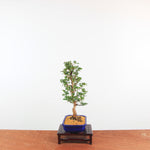 Bonsai Azalea 'De Satsuki' Hanabin