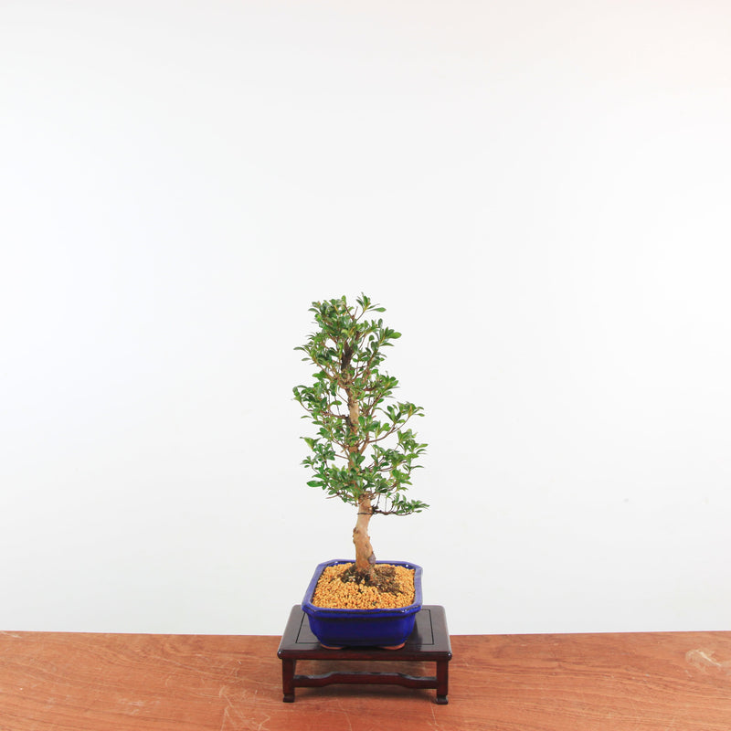 Bonsai Azalea 'De Satsuki' Hanabin