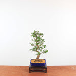 Bonsai Azalea 'De Satsuki' Hanabin