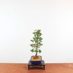 Bonsai Azalea 'De Satsuki' Hanabin