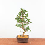Bonsai Azalea 'De Satsuki' Hanabin