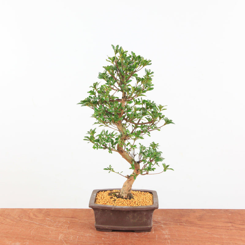 Bonsai Azalea 'De Satsuki' Hanabin